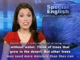 Getting to the Root of How to Water Trees