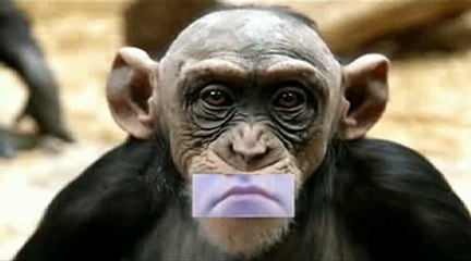 The Happy Birthday Monkey