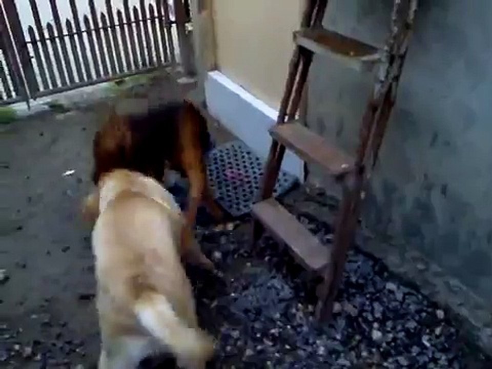 labrador vs pitbull