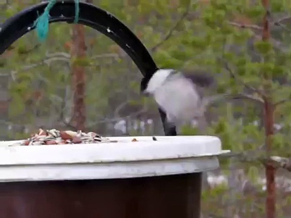 willow tits + blue tit