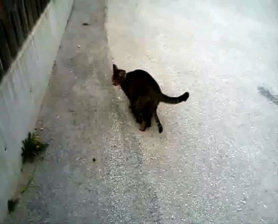 två katter parar sig