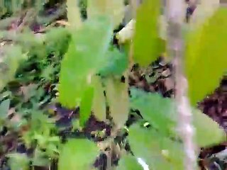 yamashita treasure in the philippines