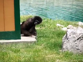 Mama Monkey, baby Monkey Cute