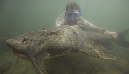 Canavar Balıklar: 5. Bölüm - Kamcatka' da Balık Avı