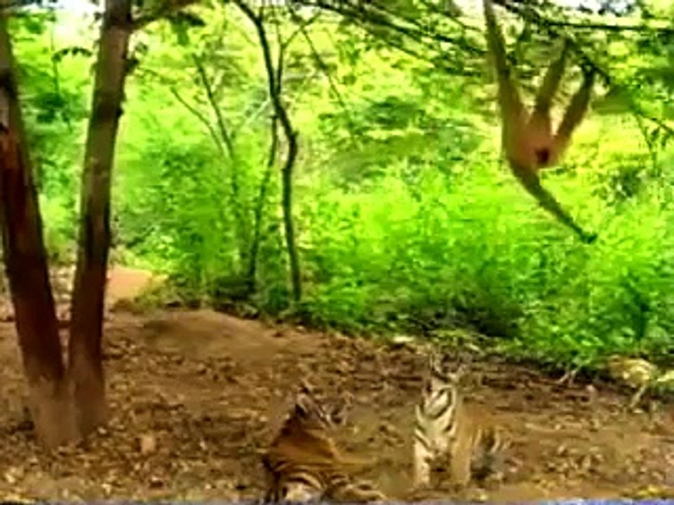 Monkey pranks Tiger