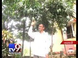 Farming experts develop new hybrid variety of mangoes 'NILPHONSO', Navsari - Tv9 Gujarati