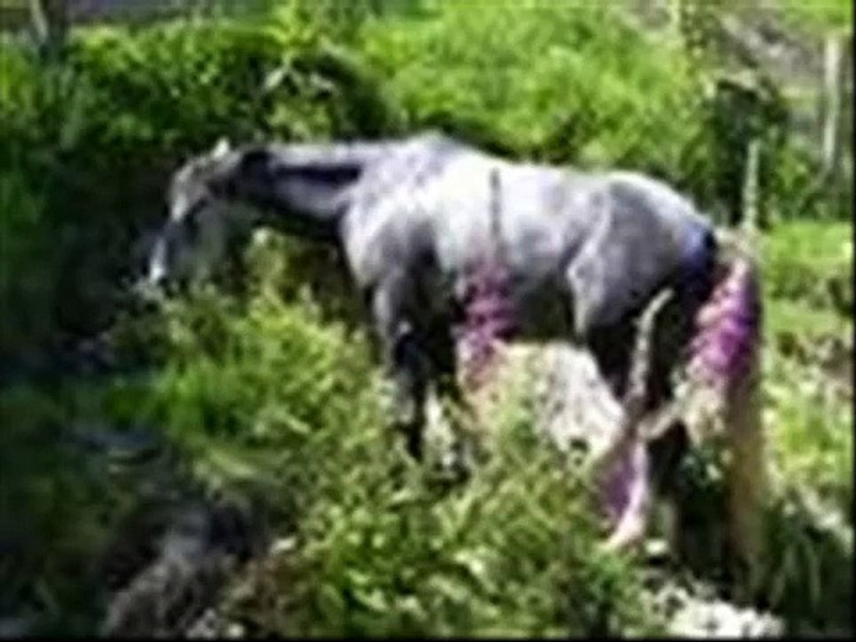 Stop horse cruelty!!!