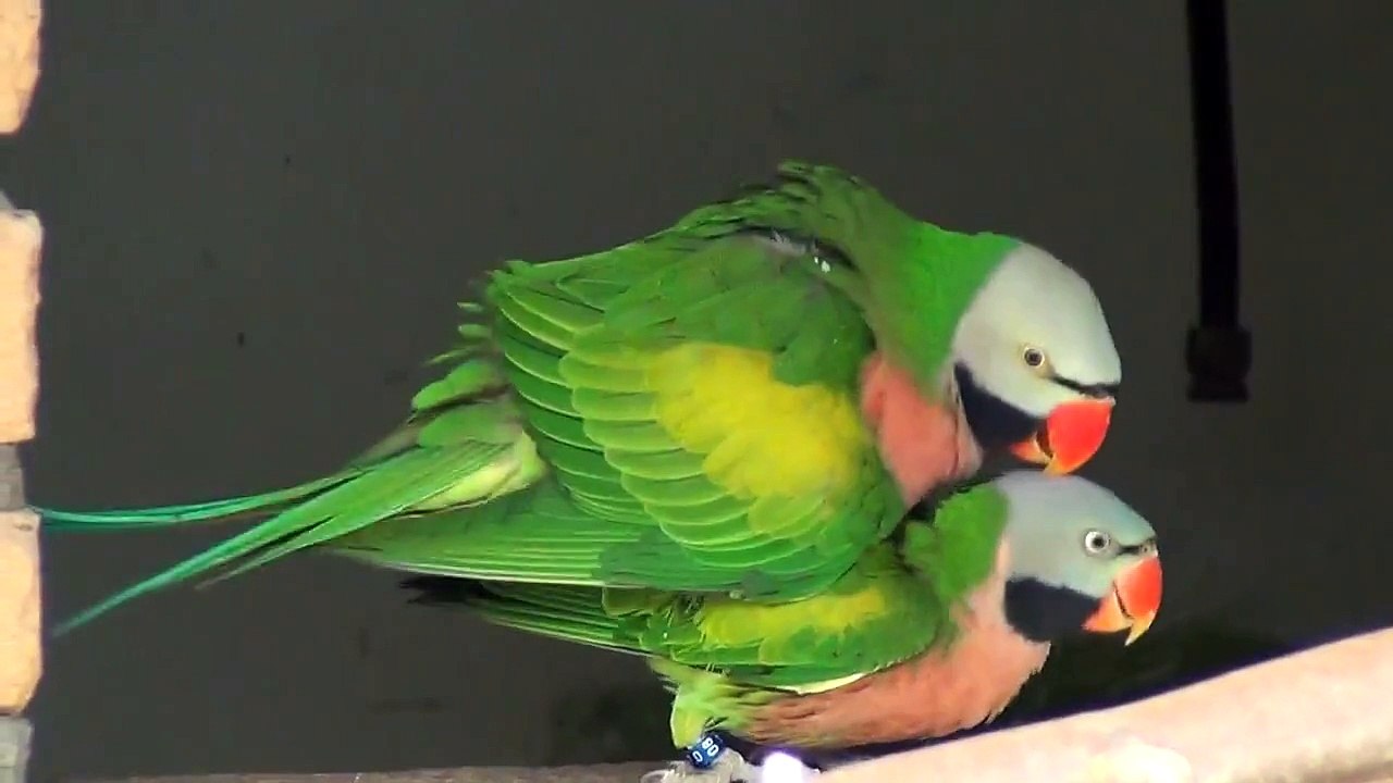 red breasted parakeet XXX-rated