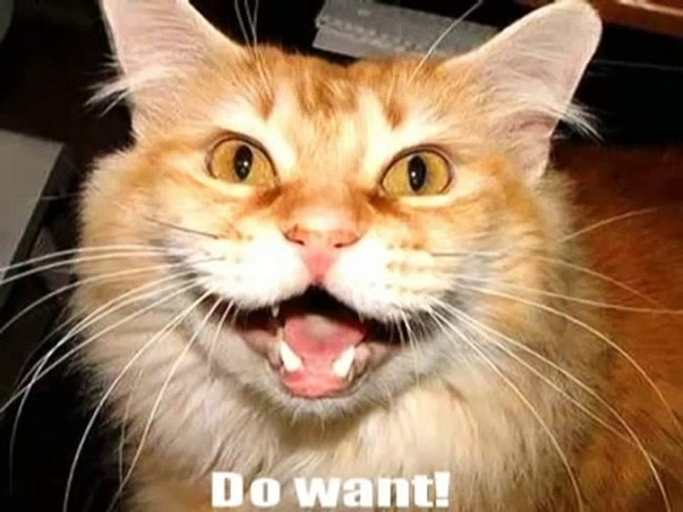 Very Funny Cats 61