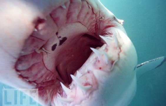 Canavar Balıklar: 6. Bölüm - Kral Avustralyalı