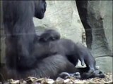 Bebé gorila con 8 semanas de vida (Bioparc Valencia)
