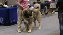Caucasian Ovcharka at Russia Dog Show