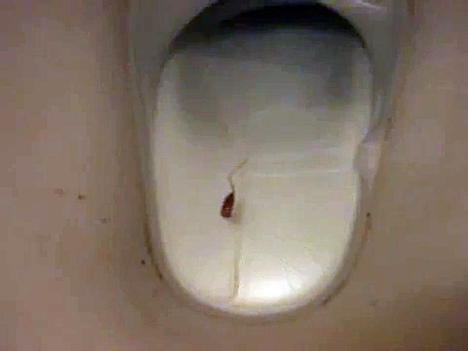 What the feck is this?