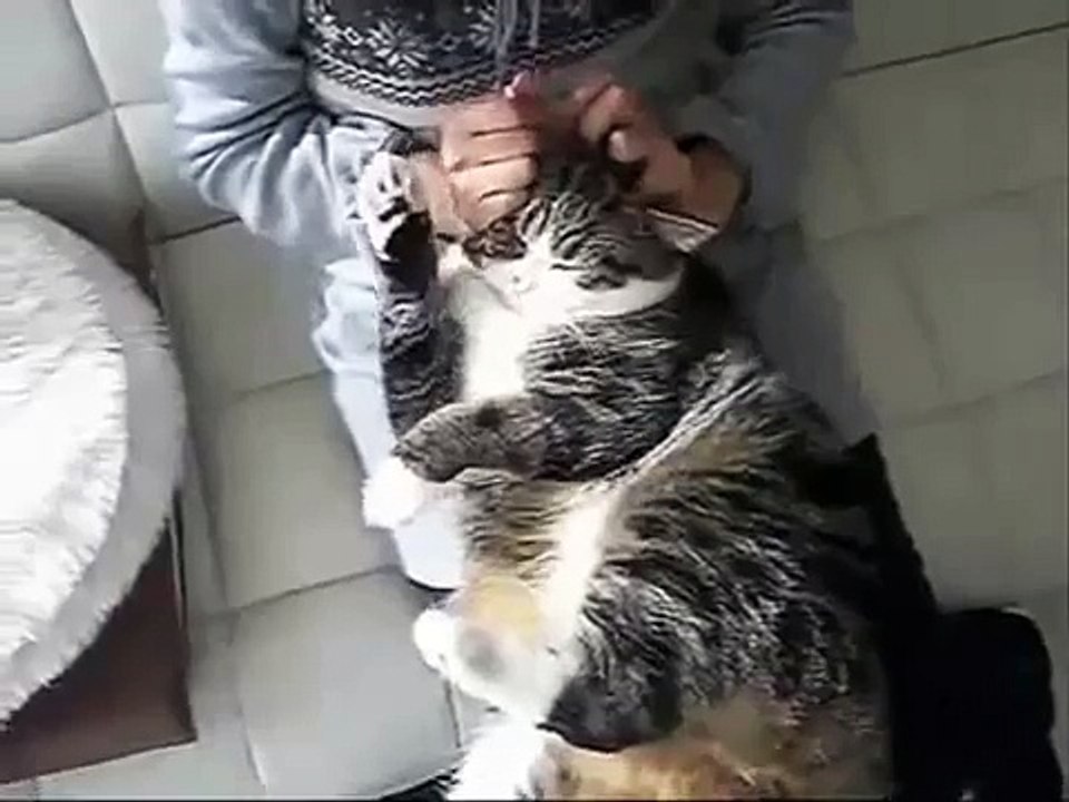 Как чистить уши котам