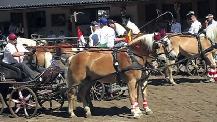Verdensudstilling haflinger Fohlenhof 2015 Show
