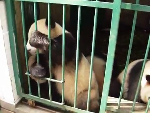 Lovely giant pandas in Chengdu, China!!