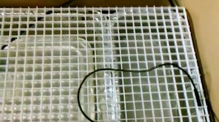 DIY Chondro Green Tree Python Cooler Incubator Design Volume 3