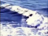 Great White Sharks Attack Surfer At Same Time
