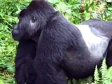 Nkuringo gorillas - Uganda safari video
