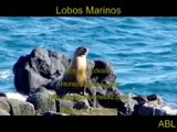 Planeta Tierra Video Foto Galápagos Lobos Marinos