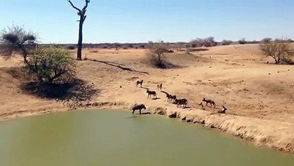 Warthog Stuck Between Wild Dogs and Crocodile