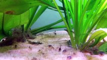 Corydoras paleatus fry 1 week free swimming