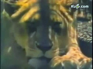 动物世界狮子VS老虎血腥一幕