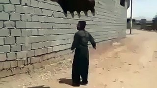 Pakistani Funny Videos - Must Watch