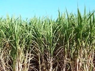 Na cabana junto à praia - José Cid