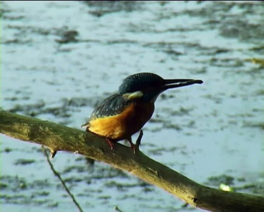 IJsvogel     Ruige Hof 2008