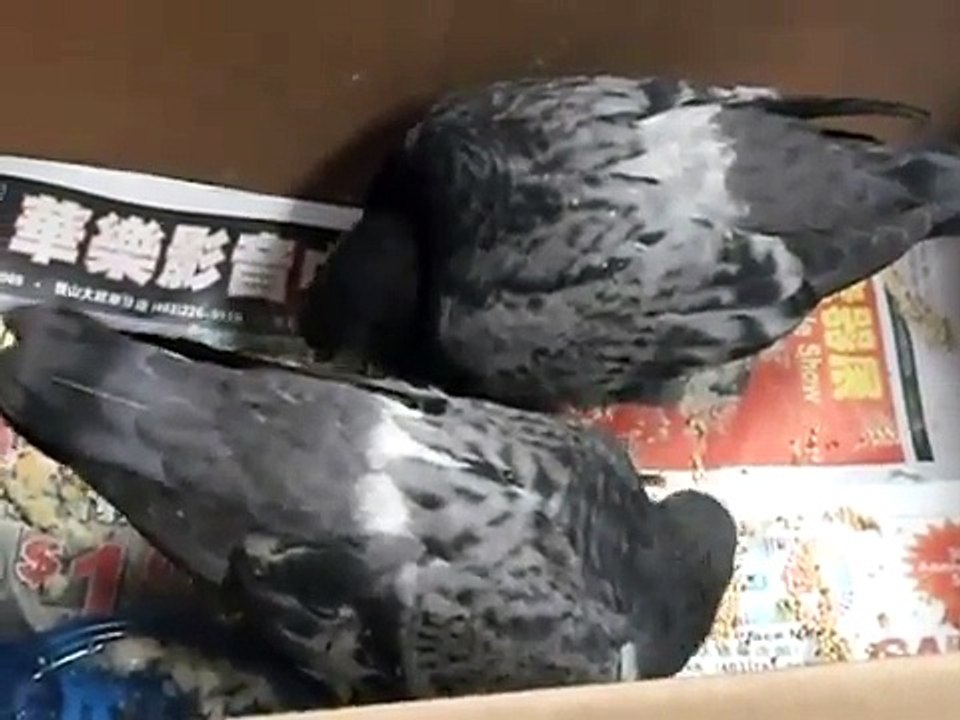 Baby Pigeons Eat and Nap