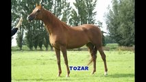 Voor het eerst op mijn nieuwe paard Tozar