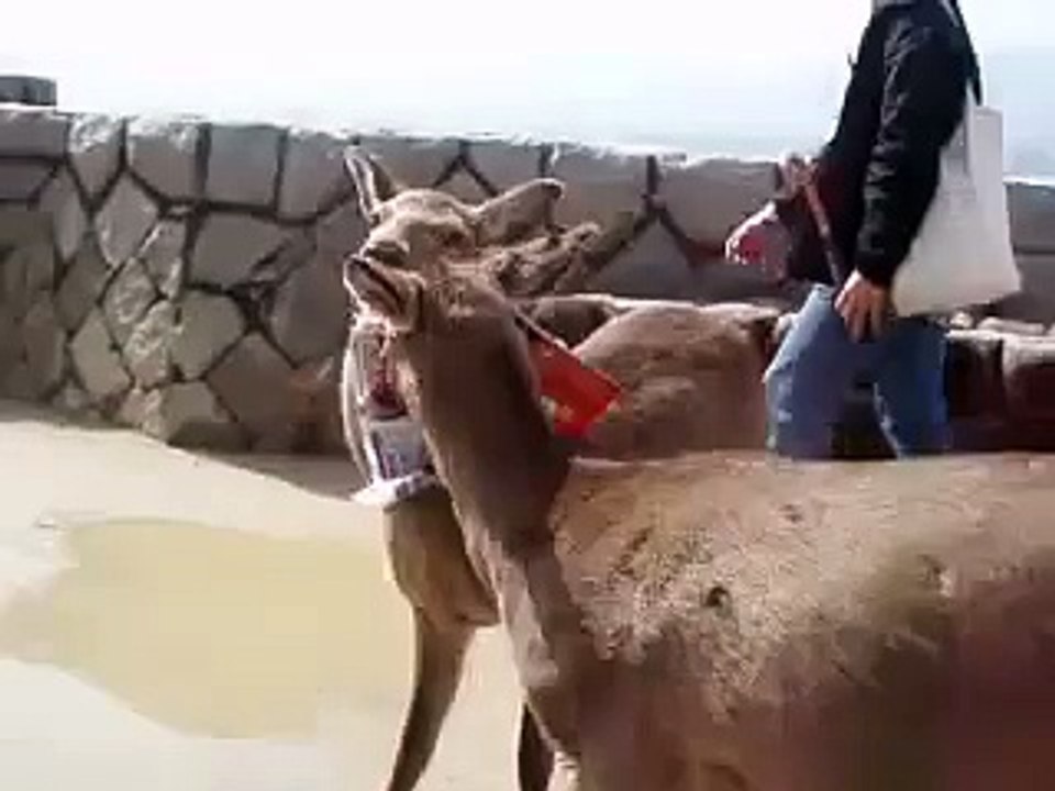 Deer