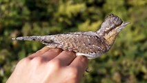 Wryneck Trapped and Ringed @ PBO