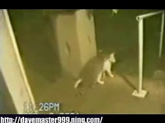 Raccoon Humping Cat