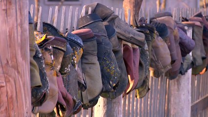 Feeding Longhorn Cattle in Texas