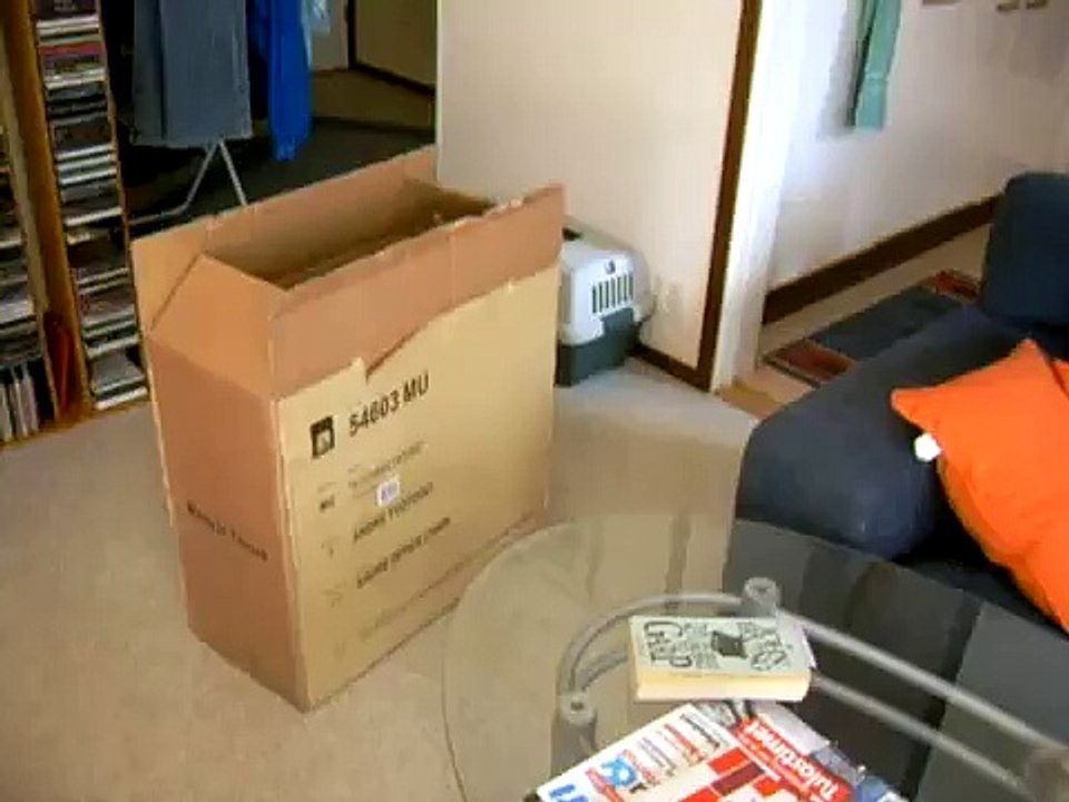 Carton box cat