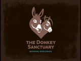 Cuddles with Hercules - The Donkey Sanctuary