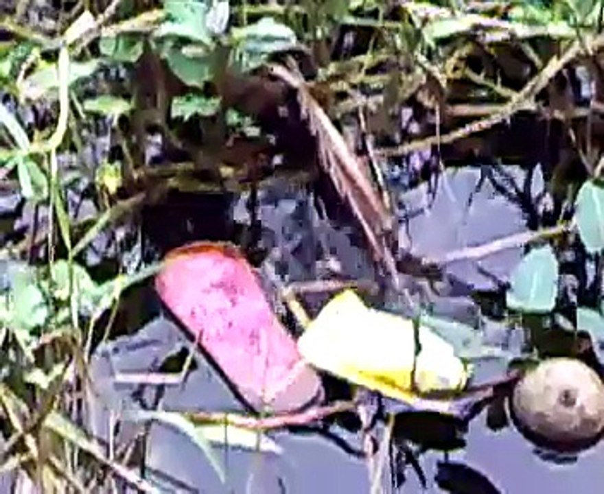 panghuhuli ng palaka