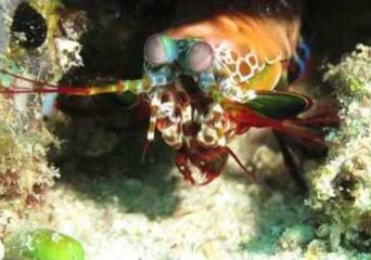 Could This Shrimp Have the World's Coolest Eyes