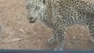 Jumping Leopard Scares Tourists