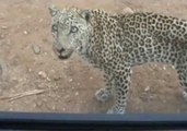 Jumping Leopard Scares Tourists