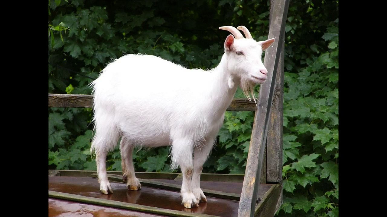 sonido de animales
