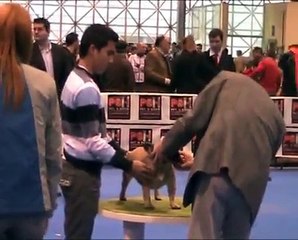 Exposicion Internacional Canina de Valencia 2010