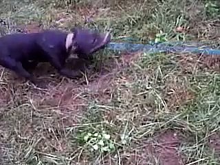 T.A.S' Solo-Tug of War