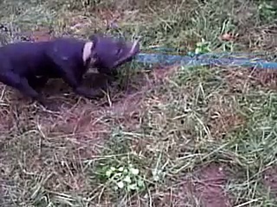 T.A.S' Solo-Tug of War