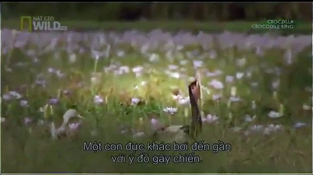 National Geographic | Wild Animal Documentary | Crocodile King 2015