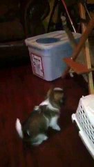 Adorable : un chien enferme un chat dans sa cage