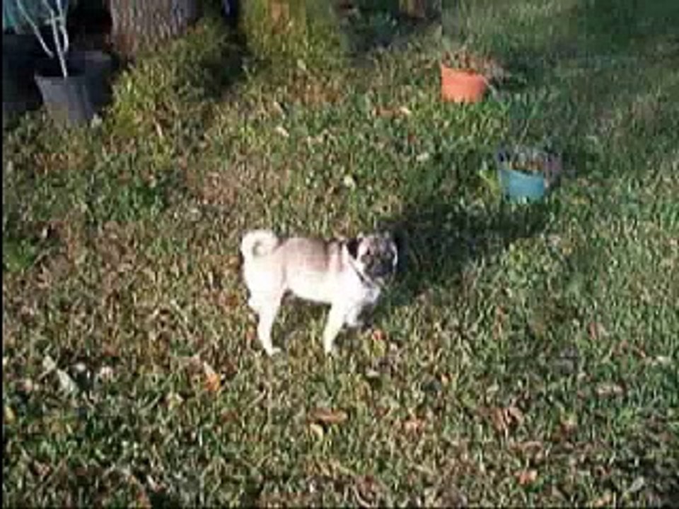 PUG LOVE