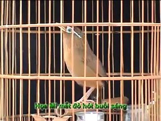 Tiếng hót chim họa mi (Không bán)